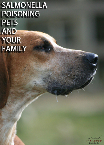 Salmonella Poisoning, Pets and Your Family