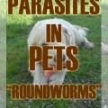 Parasites in Dogs and Cats: Roundworms