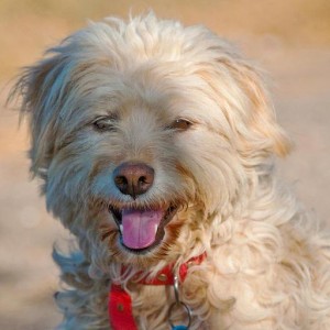 Roundworms are one of the most common parasites in dogs and cats.