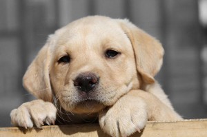 Parvovirus in Dogs and Puppies