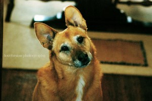 Canine Pain Relief Methods