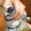 Proper Dental Care for Dogs and Cats: Brushing Teeth