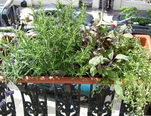 growing herbs at the untrained housewife