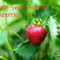 Growing Sweet Summer Strawberries
