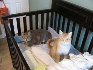 Cats in Baby's Crib