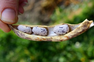 seed saving at the untrained housewife