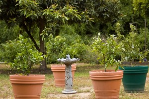 dwarf fruit trees at untrained housewife