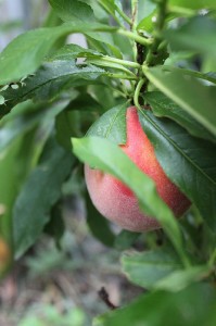 dwarf peach tree at untrained housewife