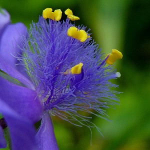 perennials at the untrained housewife