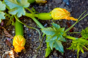 squash at untrained housewife