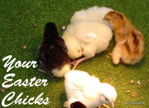 Your Easter Basket chicks a year later (aka why I get preachy about this habit)