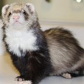 Pet Ferret Care