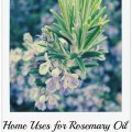 Rosemary (Rosmarinus Officinalis)