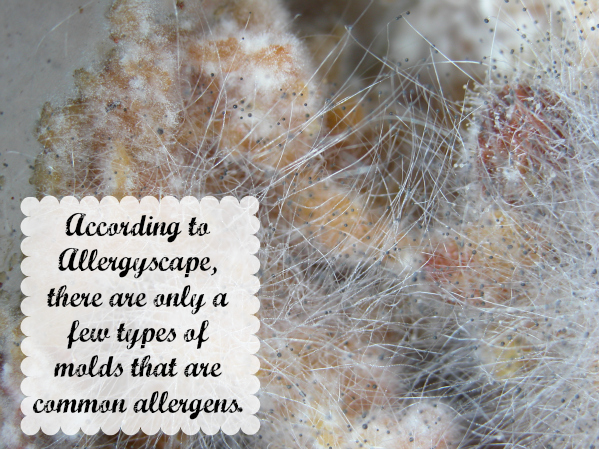 How do you know if you have mold allergies - symptoms of a mold allergy.