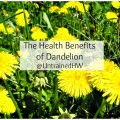 Dandelion flowers
