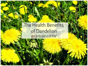 Dandelion flowers