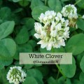A white clover flower