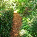 Garden pathway mulched in wood chips