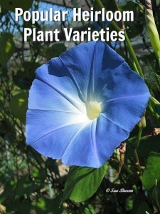 Popular Heirloom Plant Varieties