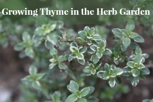 Growing Thyme in the Herb Garden