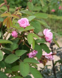 Growing Roses: Rosa Centifolia