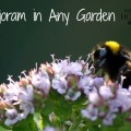 Marjoram is a beneficial plant for any garden