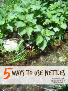 5 Ways to Use Nettles