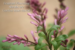 Fragrant flowering shrubs like this Bloomerang Lilac are garden must-haves