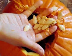 A seed in the hand: scoop out your seeds and pumpkin "guts" to clean the pumpkin. Photo: Tricia Edgar