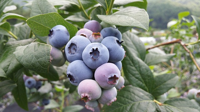 Blueberries prefer acidic soil so plan accordingly. If you can't amend your soil, try growing them in containers. 