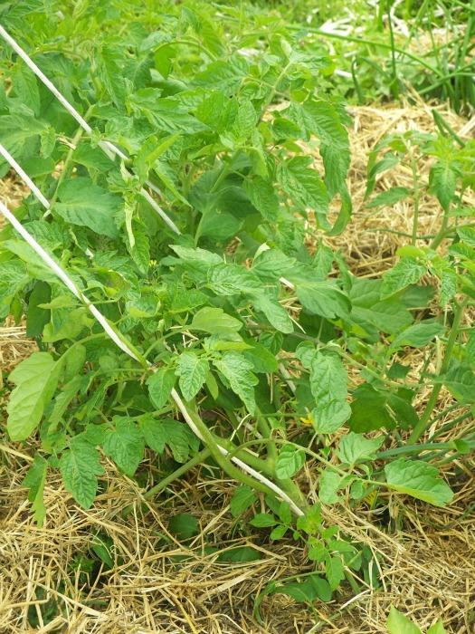 A thick layer of straw helps conserve water for these thirsty tomatoes.