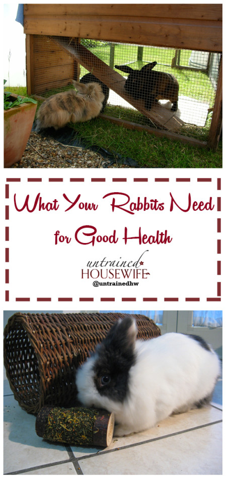 What a Rabbit Needs for Good Health @UntrainedHW #homesteading #backyardfarming