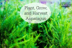 How to plant, grow, and harvest asparagus