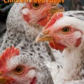 Homemade Chicken Feed for Healthy and Inexpensive Backyard Flocks