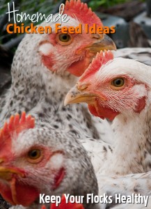 Homemade Chicken Feed for Healthy and Inexpensive Backyard Flocks