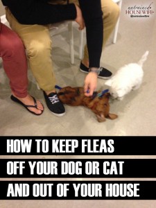 How to Keep Fleas Off Your Dog or Cat and Out of Your House