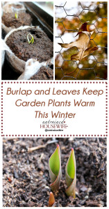 Tuck Them In: Burlap and Leaves Keep Garden Plants Warm This Winter
