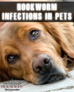 Hookworm Infections in Dogs, Cats and Humans