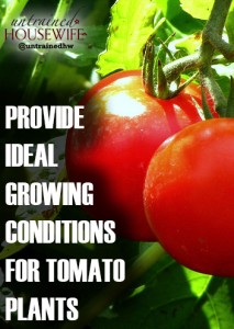 Provide Ideal Growing Conditions for Tomato Plants