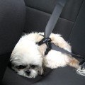 Dog Traveling with Seatbelt