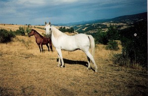 Horses and West Nile Virus