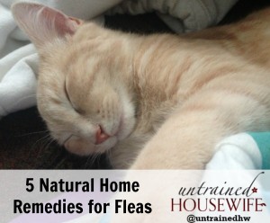 5 Natural Home Remedies to Treat for Fleas