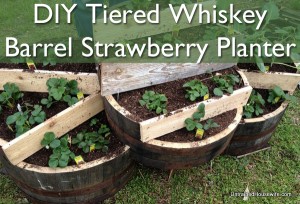 Tiered Whiskey Barrel Strawberry Planter