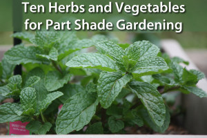 UntrainedHousewife's top 10 plants for shade gardening