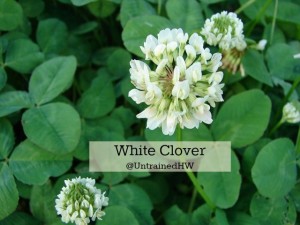 A white clover flower