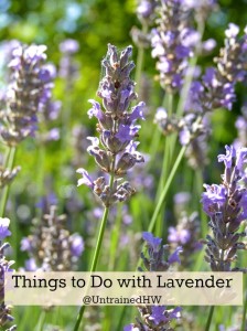 Lavender Uses and Benefits
