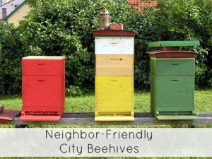 Neighbor Friendly Beehives in the City