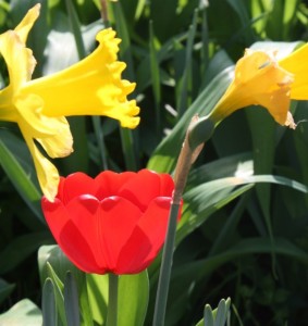 Tulips with Daffies - Great color combination
