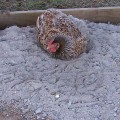 Wood Ash For Mite-Free Hens