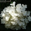 White tree hydrangeas for shade flowers